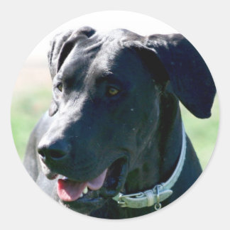 Black Great  Dane stickers