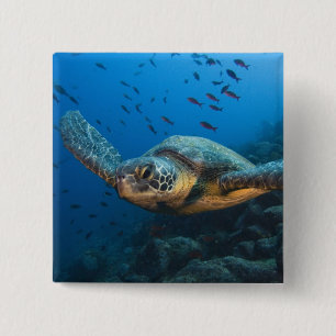 Black (Green) Turtle (Chelonia agassizi) 2 Inch Square Button