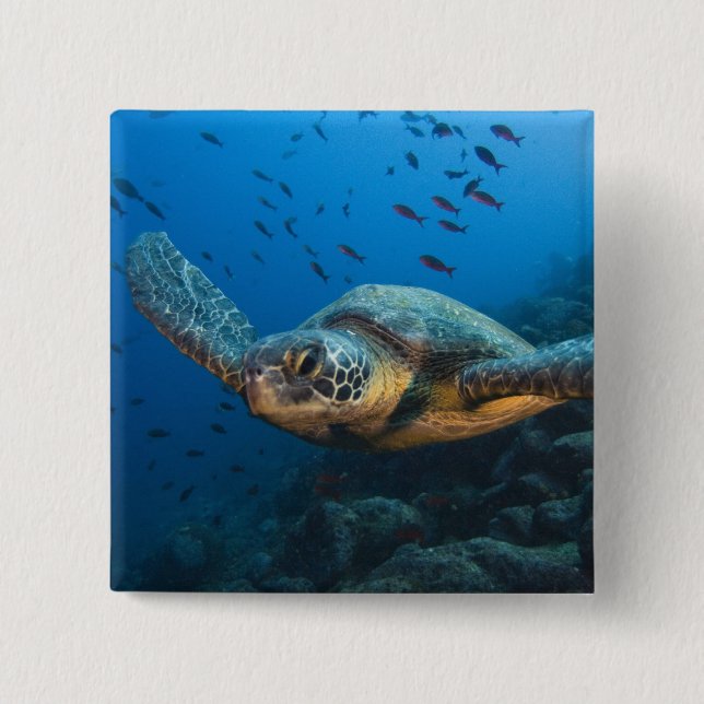 Black (Green) Turtle (Chelonia agassizi) 2 Inch Square Button (Front)