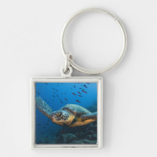 Black (Green) Turtle (Chelonia agassizi) Keychain