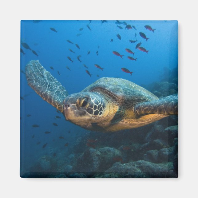Black (Green) Turtle (Chelonia agassizi) Magnet (Front)