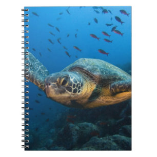 Black (Green) Turtle (Chelonia agassizi) Notebook