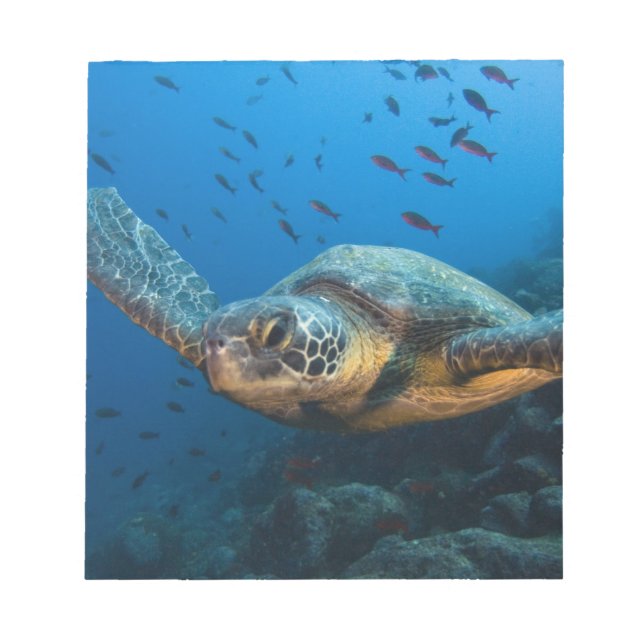 Black (Green) Turtle (Chelonia agassizi) Notepad (Front)