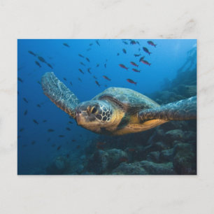 Black (Green) Turtle (Chelonia agassizi) Postcard
