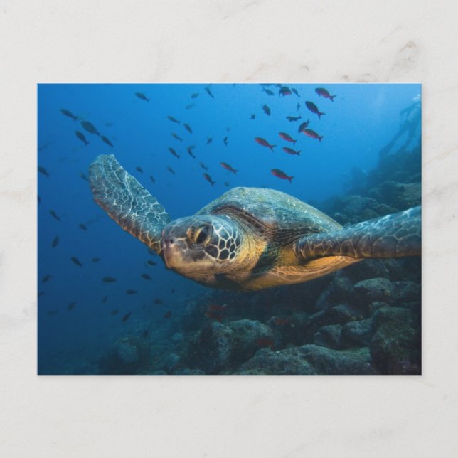 Black (Green) Turtle (Chelonia agassizi) Postcard (Front)