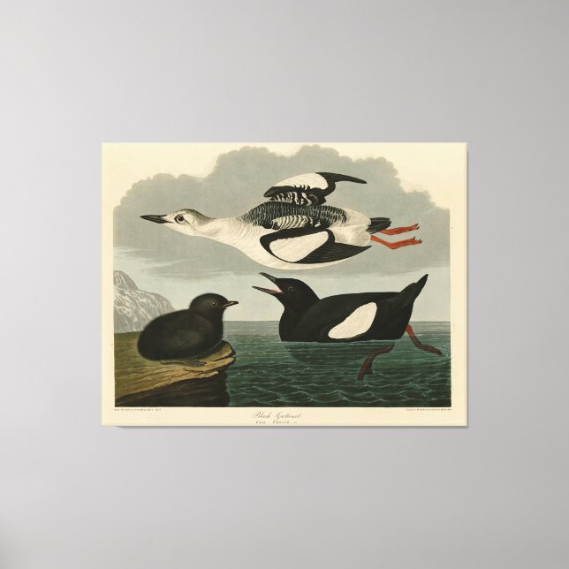 Black Guillemot from Audubon's Birds of America Canvas Print (Front)