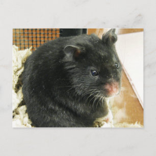 Black Hamster Postcard