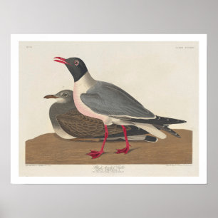 Black-headed Gull by Audubon Poster