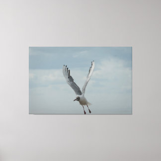 Black Headed Gull In Flight Canvas Print