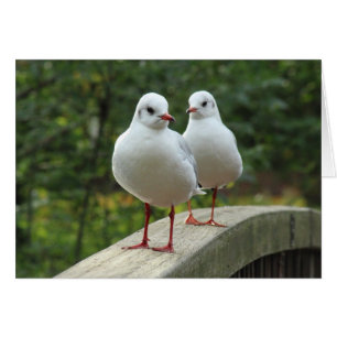 Black-headed Gulls