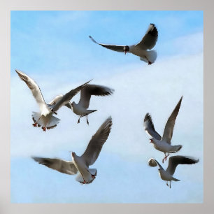 Black Headed Gulls Of The Bosphorus Art Poster