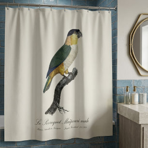 Black-Headed Male Parrot, Pionites Melanocephalus