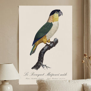 Black-Headed Male Parrot, Pionites Melanocephalus Poster