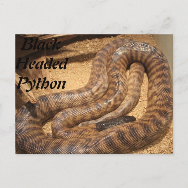 Black Headed Python Postcard (Front)