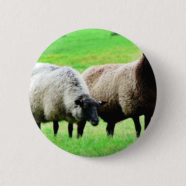 Black Headed Sheep 2 Inch Round Button (Front)