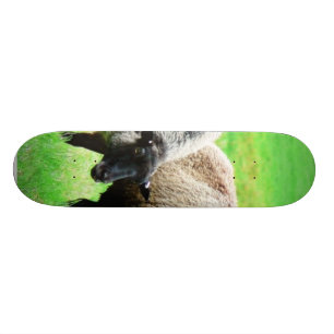 Black Headed Sheep Skateboard