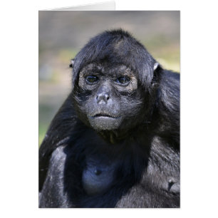 Black-headed spider monkey