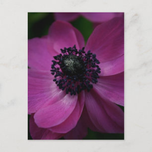 Black Heart 2 Floral Photography Postcard