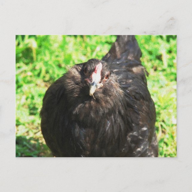 Black Hen Postcard (Front)