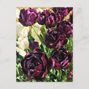 Black Hero Tulips, Oregon Postcard