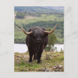 Black Highland cattle, Scotland Postcard