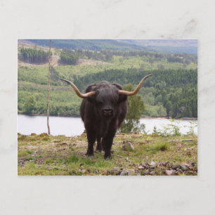 Black Highland cattle, Scotland Postcard