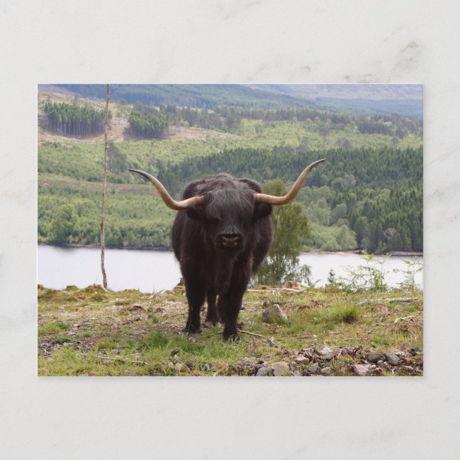 Black Highland cattle, Scotland Postcard (Front)