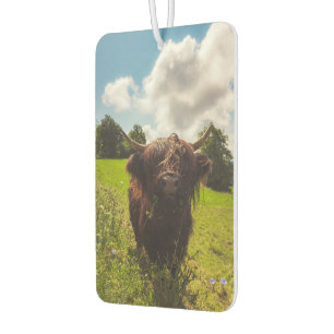 Black highland cow grazing green field sun light air freshener