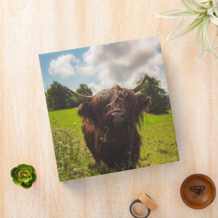 Black highland cow grazing green field sun light binder
