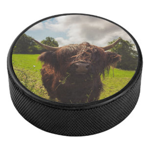 Black highland cow grazing green field sun light hockey puck