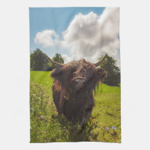 Black highland cow grazing green field sun light kitchen towel