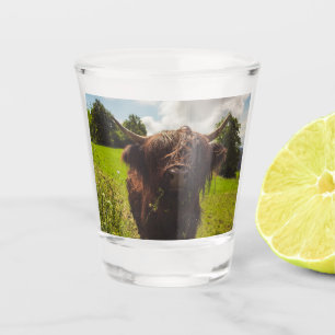 Black highland cow grazing green field sun light shot glass