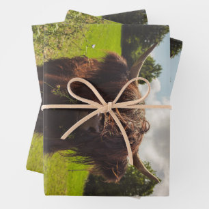 Black highland cow grazing green field sun light wrapping paper sheet