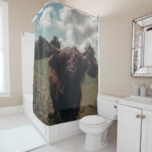 Black highland Scottish cow grazing vintage retro
