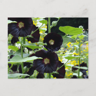 Black Hollyhocks Postcard