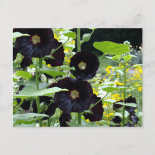 Black Hollyhocks Postcard