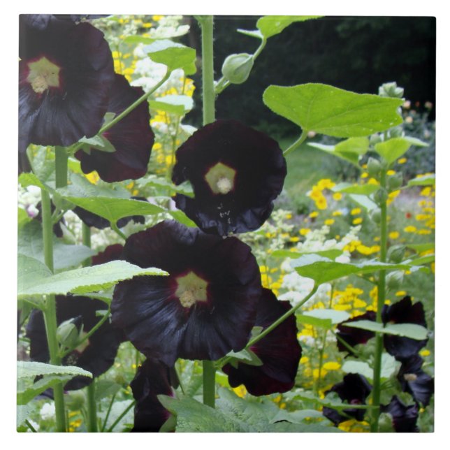 Black Hollyhocks Tile (Front)