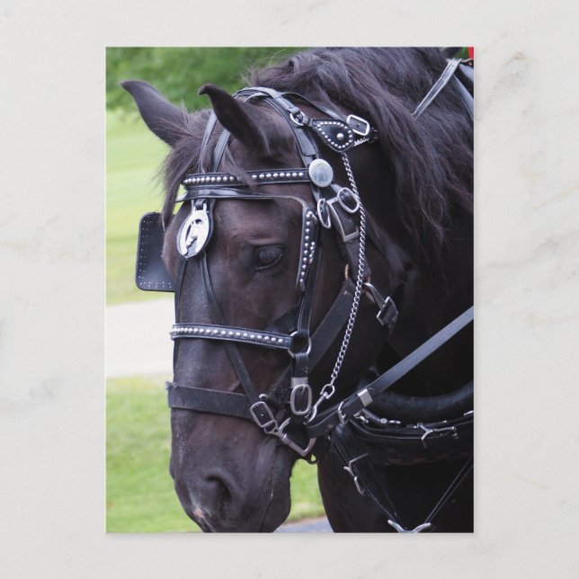 Black Horse 384 Birthday Postcard (Front)