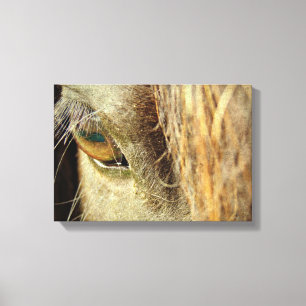 Black Horse Eye Canvas Print