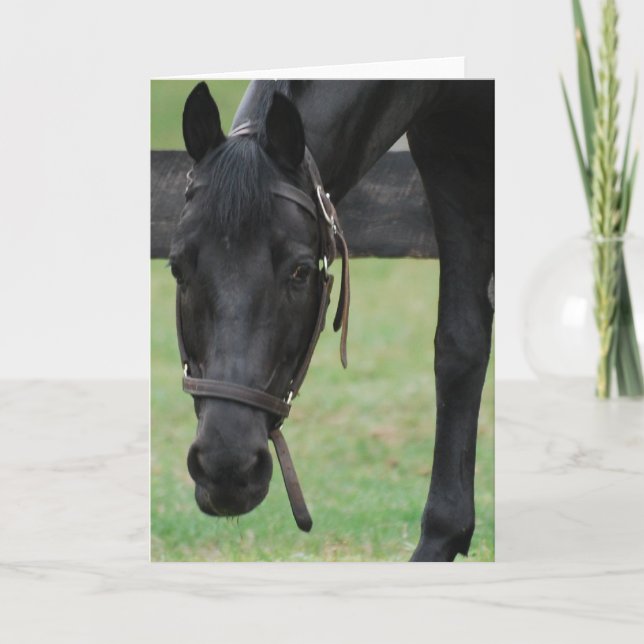 Black Horse Greeting Card (Front)