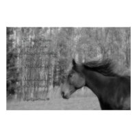 Black Horse & Horse-lover Poem w Equine B&W Photo