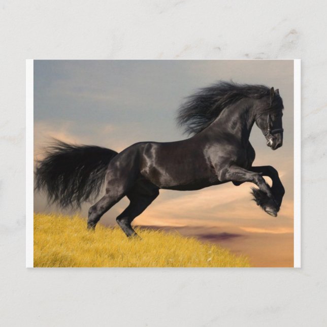 black horse on desert postcard (Front)