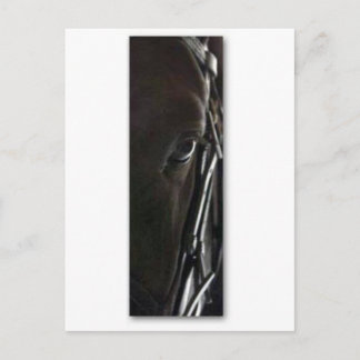 black horse postcard