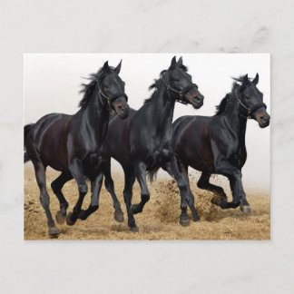 Black horse postcard