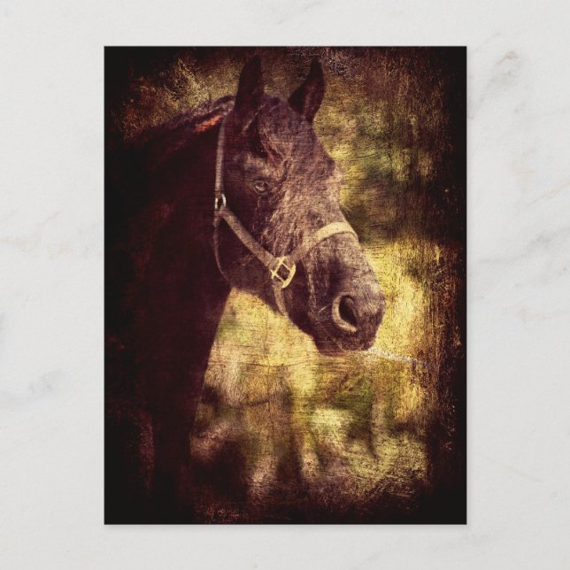 Black Horse Postcard (Front)