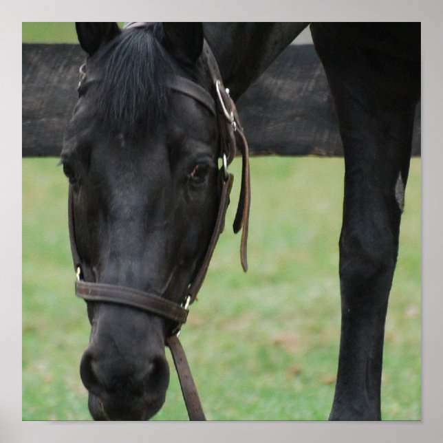 Black Horse Poster (Front)