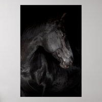 Black Horse Stallion Photo Nature Wall Poster