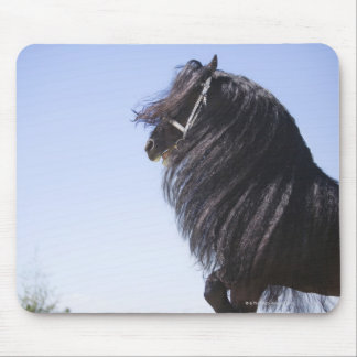 black horse with long mane mouse pad