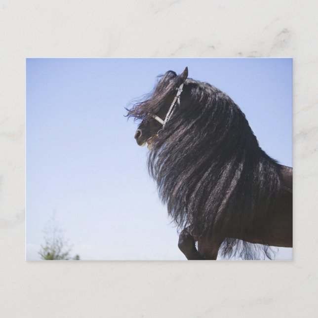 black horse with long mane postcard (Front)