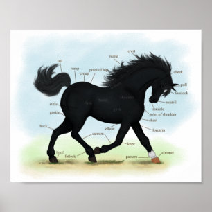Black Horse with Star & Sock Anatomy Chart